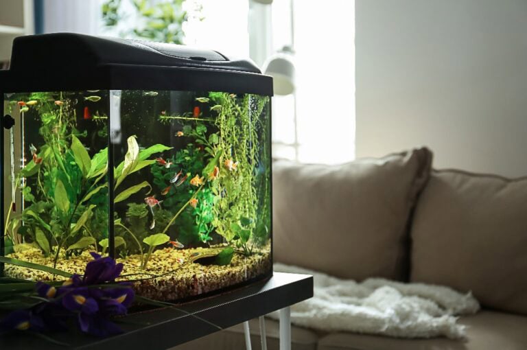 Schönes Aquarium auf dem Tisch im Zimmer